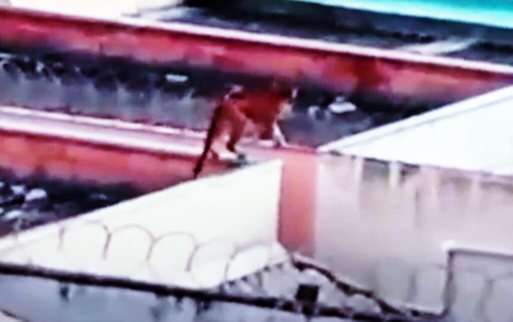 veja-onca-parda-“passeando”-por-telhados-em-vizinhanca-de-minas-gerais.-video