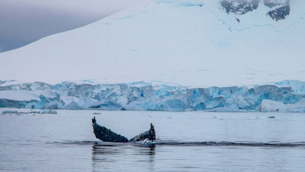 fotografo-captura-salto-de-baleia-jubarte-alinhado-ao-pao-de-acucar