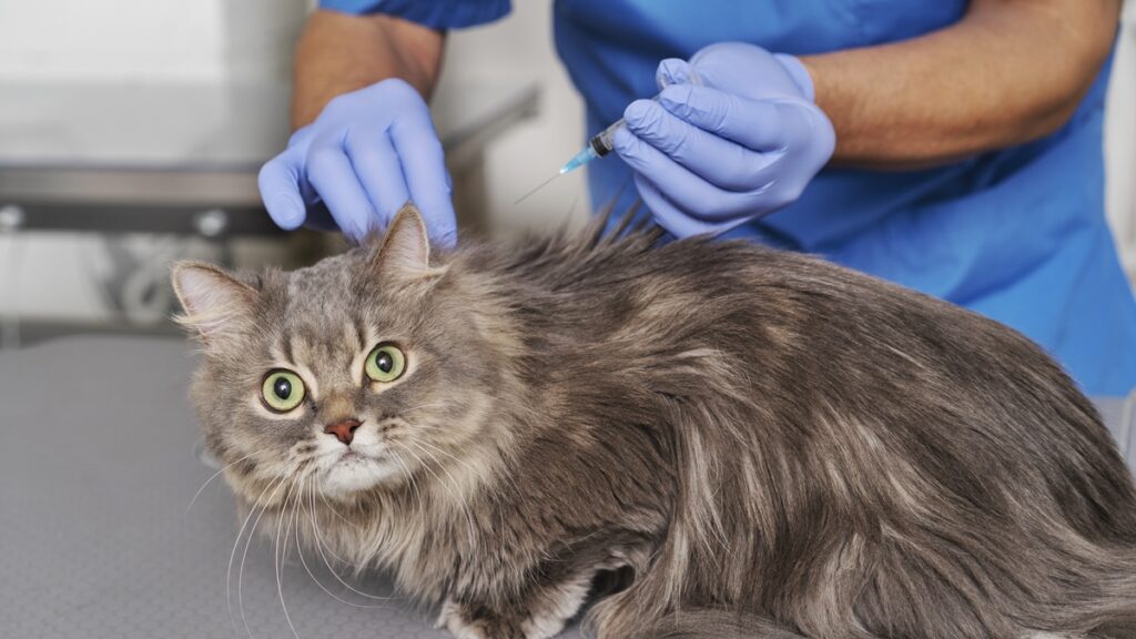 vacina-para-gatos:-entenda-as-diferencas-e-como-escolher-a-opcao-ideal