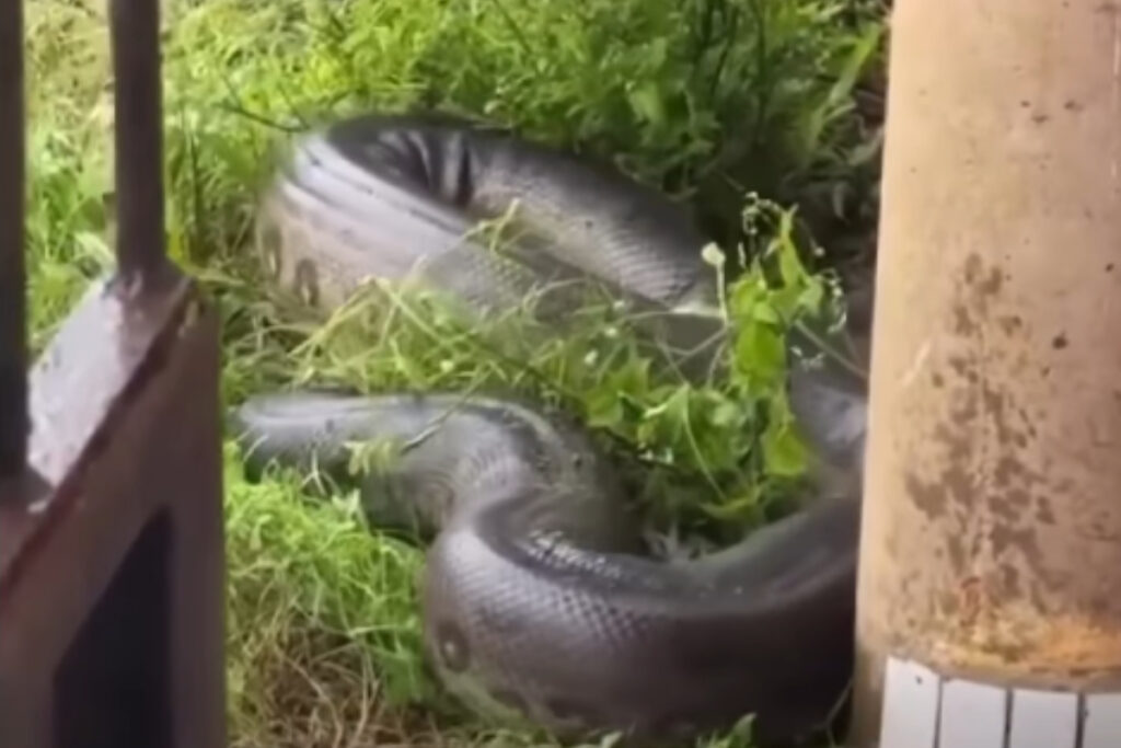 sucuri-gigantesca-assusta-moradores-ao-entrar-em-casa-no-para.-veja-video