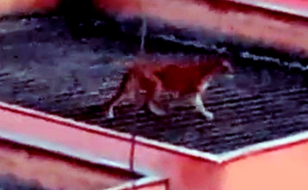 onca-em-mg:-bombeiro-ensina-como-reagir-ao-se-deparar-com-o-animal.-veja-video