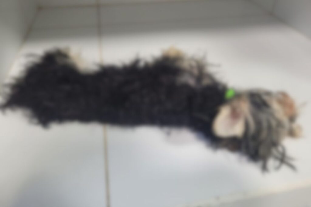 “ela-e-a-proxima”:-homem-e-preso-apos-matar-cachorro-e-ameacar-mulher