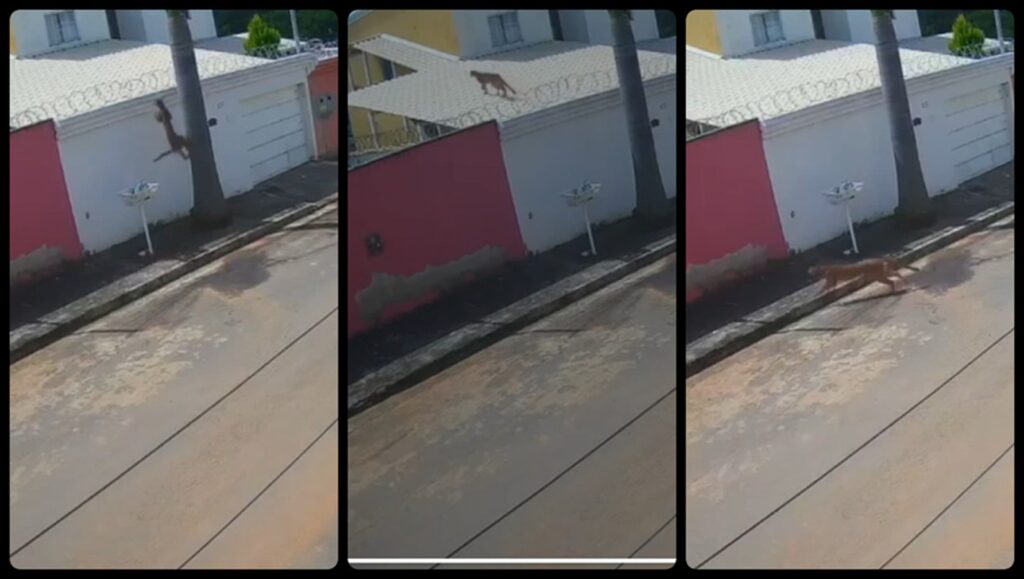 onca-parda-e-flagrada-pela-3a-vez-nos-telhados-de-casas-em-esmeraldas