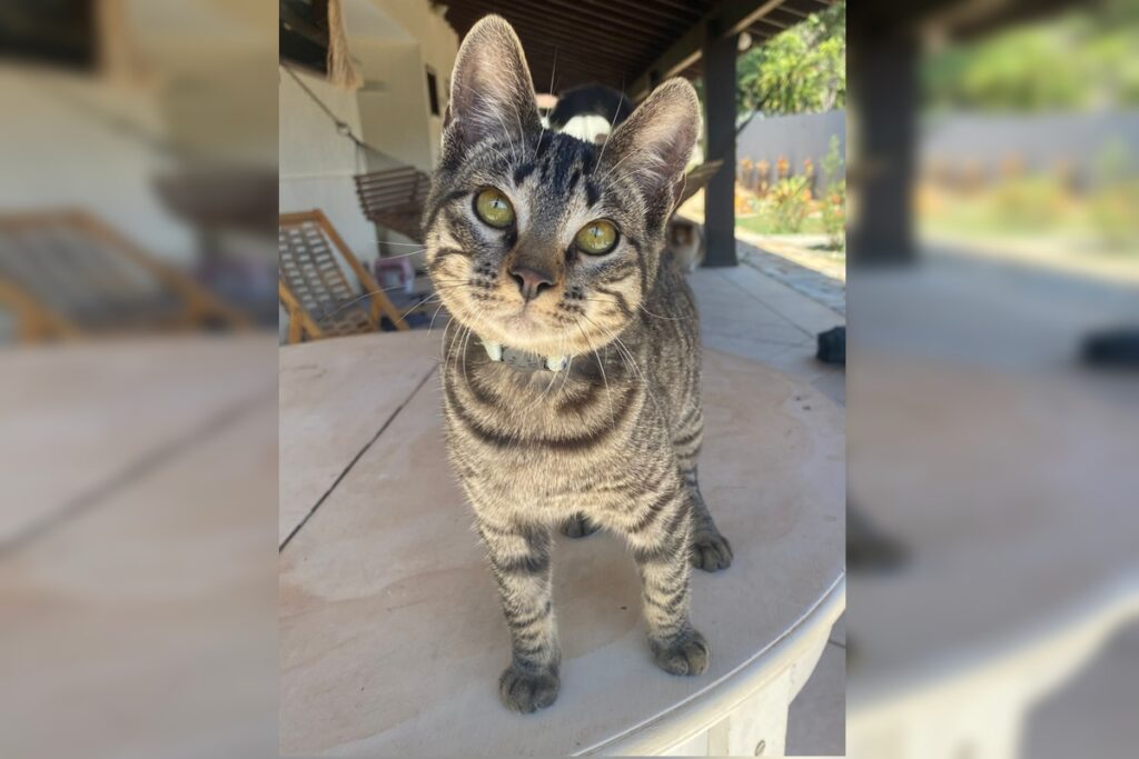 gato-que-sobreviveu-a-psicologo-matador-de-felinos-mora-com-protetora.-veja-video