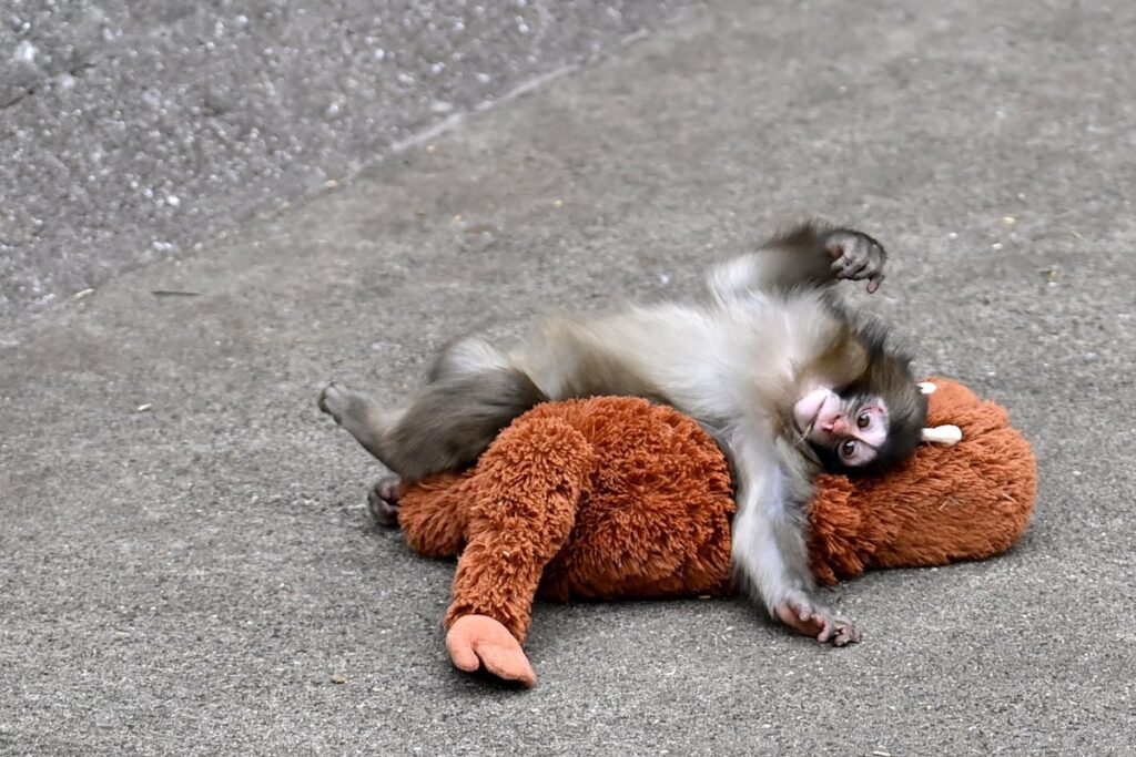 macaco-punch-supera-rejeicao-e-troca-“mae-de-pelucia”-por-namorada