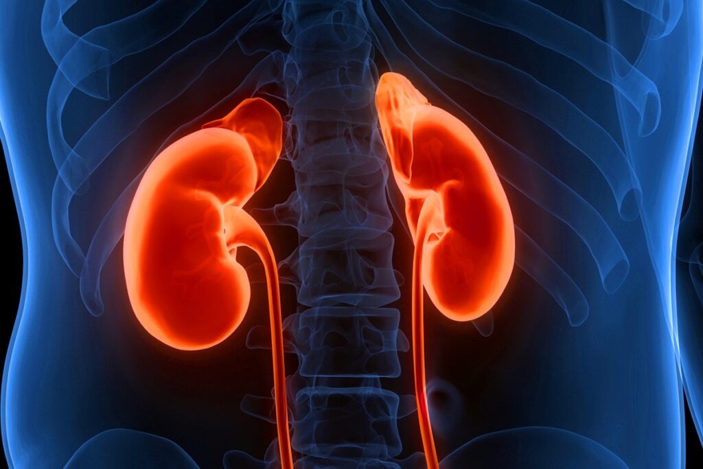 saude-dos-rins:-controle-de-sal-e-acucar-no-sangue-impactam-o-orgao