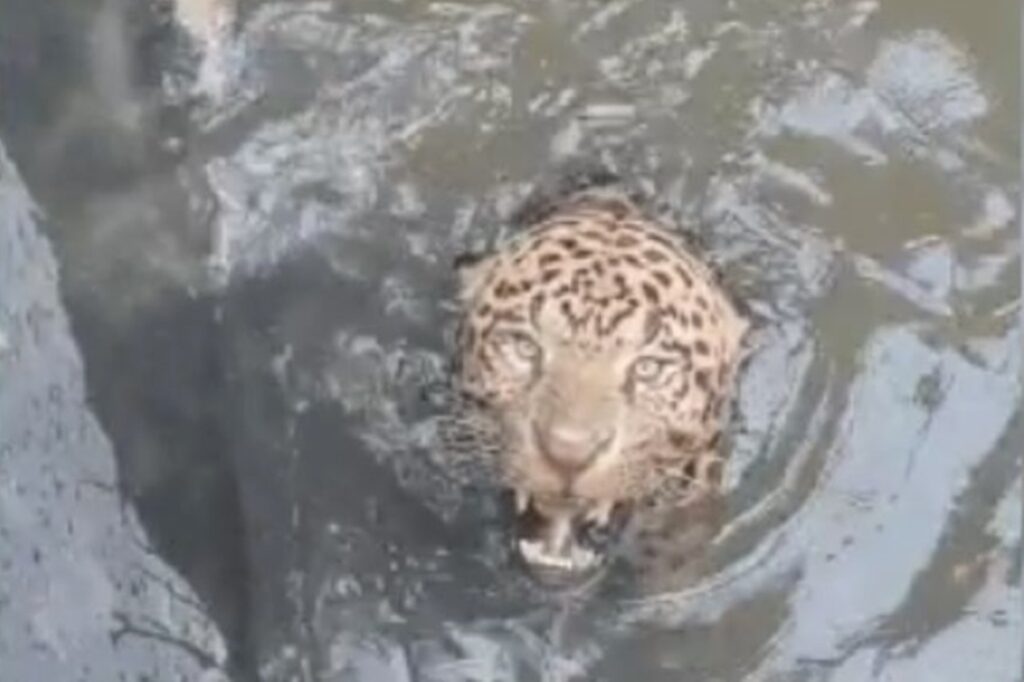 onca-pintada-fica-presa-em-usina-e-mobiliza-bombeiros-em-mato-grosso.-video