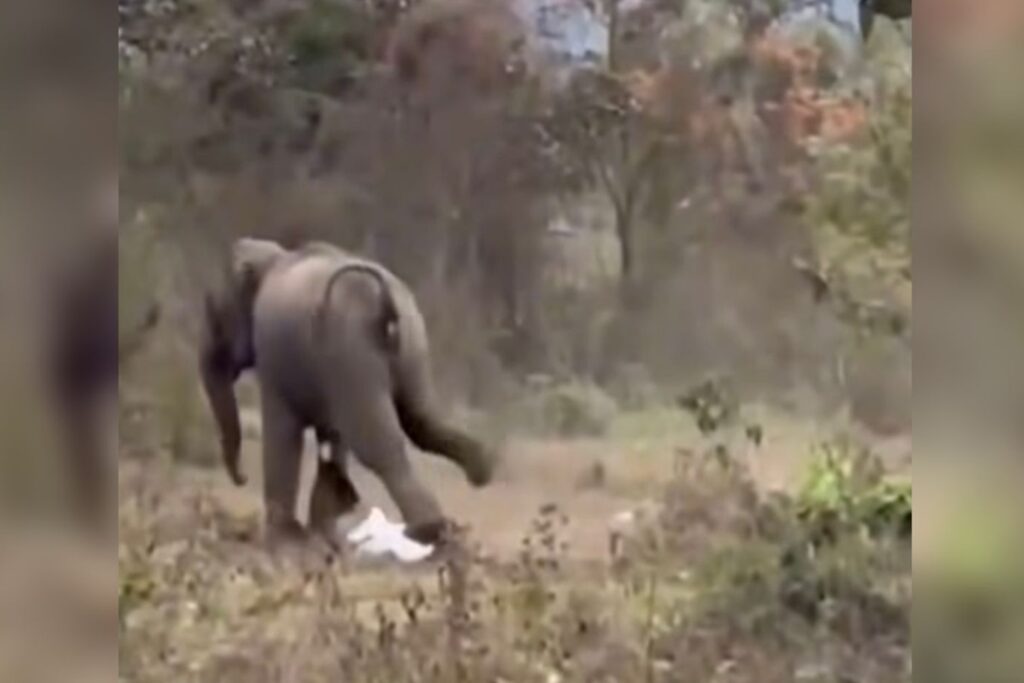 homem-sobrevive-a-ataque-de-elefante-apos-ser-pisoteado-na-india.-veja-video