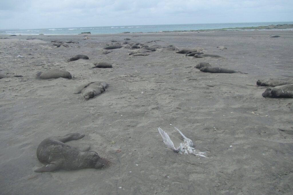 estudo-lista-acoes-para-evitar-surtos-de-h5n1-em-mamiferos-marinhos