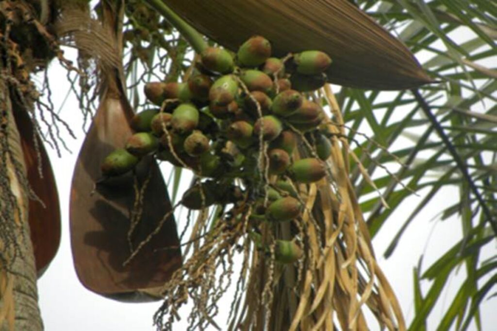 fruta-pouco-conhecida-e-rica-em-nutrientes-e-ajuda-no-controle-de-peso