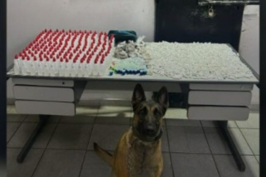 faro-bom:-cao-policial-acha-drogas-escondidas-em-terreno-abandonado