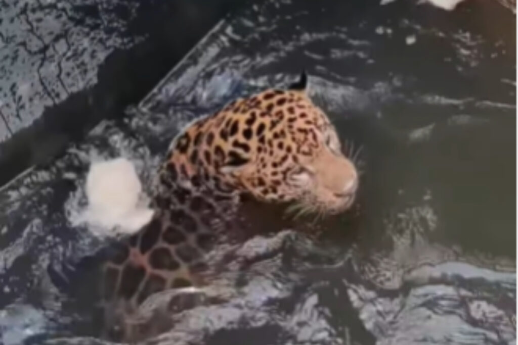 resgate-de-onca-pintada-que-caiu-em-usina-de-mato-grosso-durou-8-horas.-veja-video