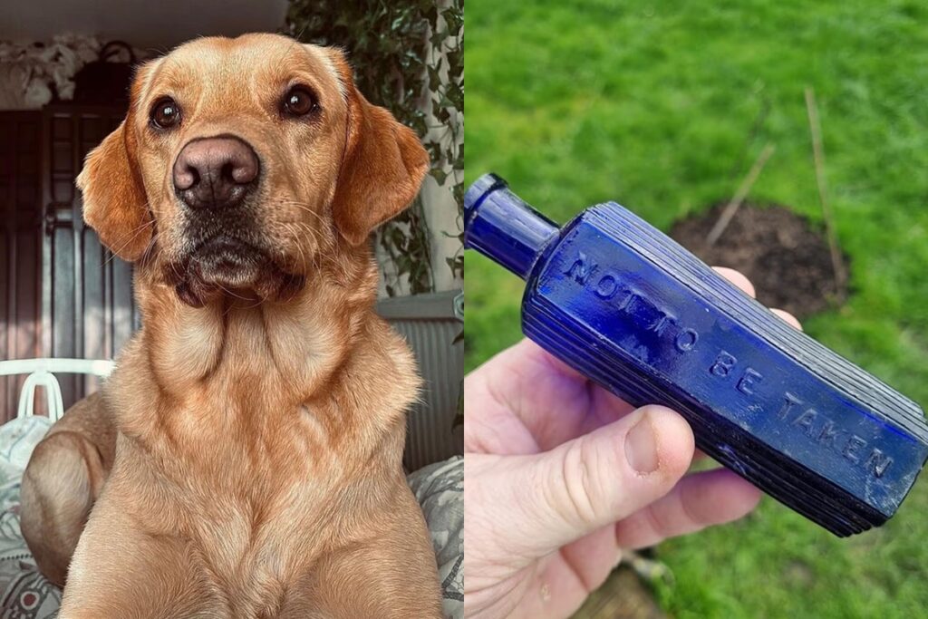 cao-desvenda-crime-de-160-anos-ao-encontrar-frasco-de-“veneno”