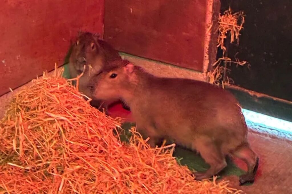 em-busca-de-liberdade?-capivara-chamada-samba-foge-de-zoologico