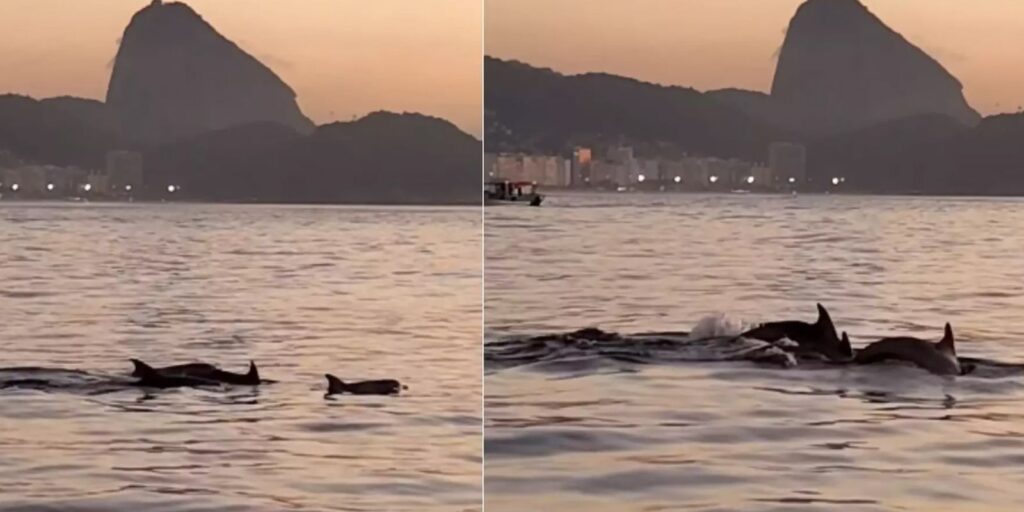Golfinhos encantam banhistas no Rio e indicam boas condições de praia golfinhos-encantam-banhistas-no-rio-e-indicam-boas-condicoes-de-praia