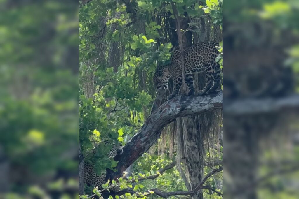 oncas-pintadas-sao-flagradas-brigando-por-alimento-no-pantanal.-assista