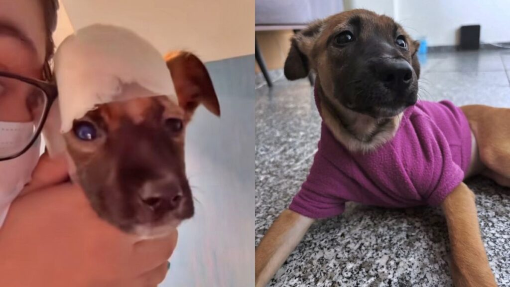 vitima-de-maus-tratos,-cadela-debilitada-volta-a-andar-apos-cirurgia