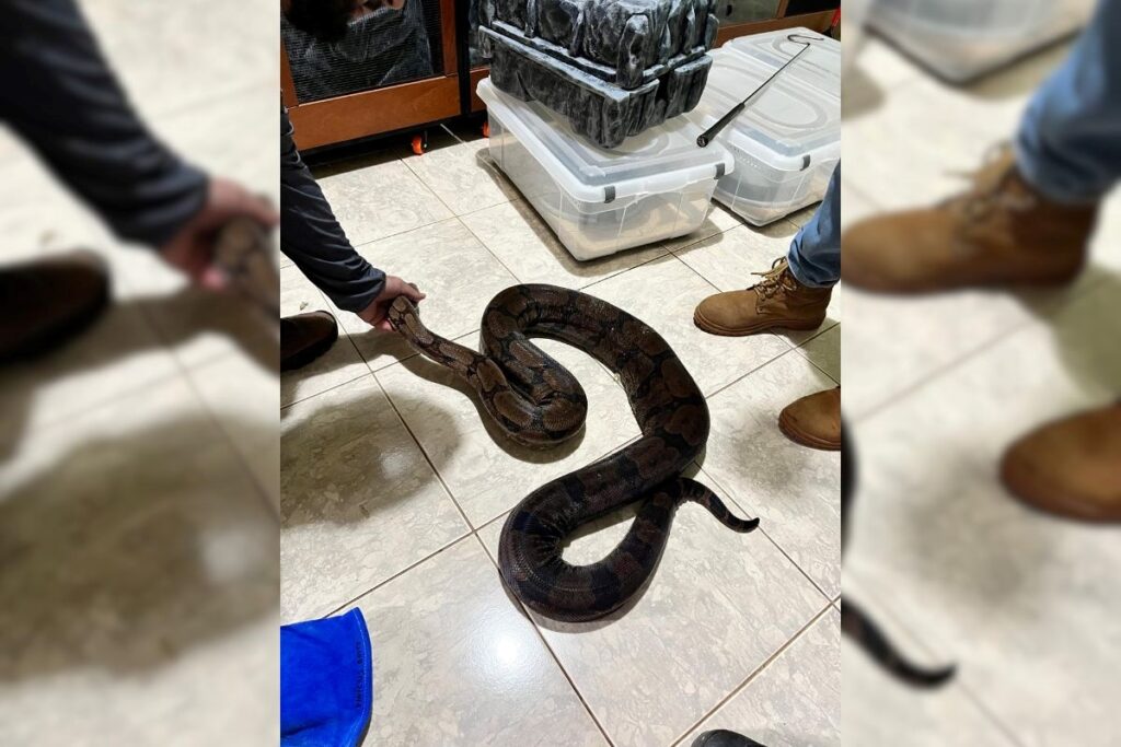 policia-apreende-cobras,-escorpioes-e-geckos-mantidos-irregularmente.-video