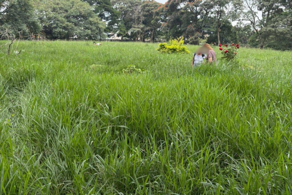 familia-relata-descaso-no-cemiterio-vila-formosa:-“mato-ate-o-rosto”.-veja-video