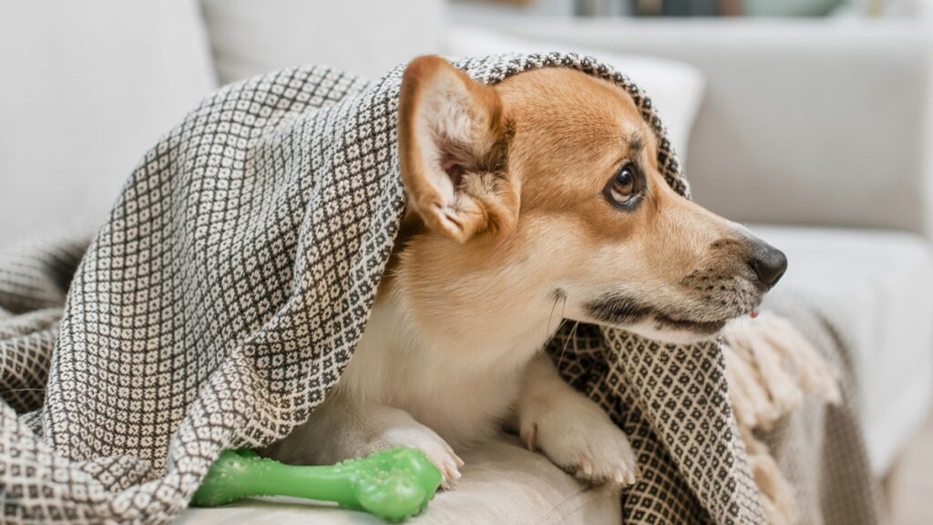 outono:-especialista-revela-8-cuidados-indispensaveis-com-os-pets