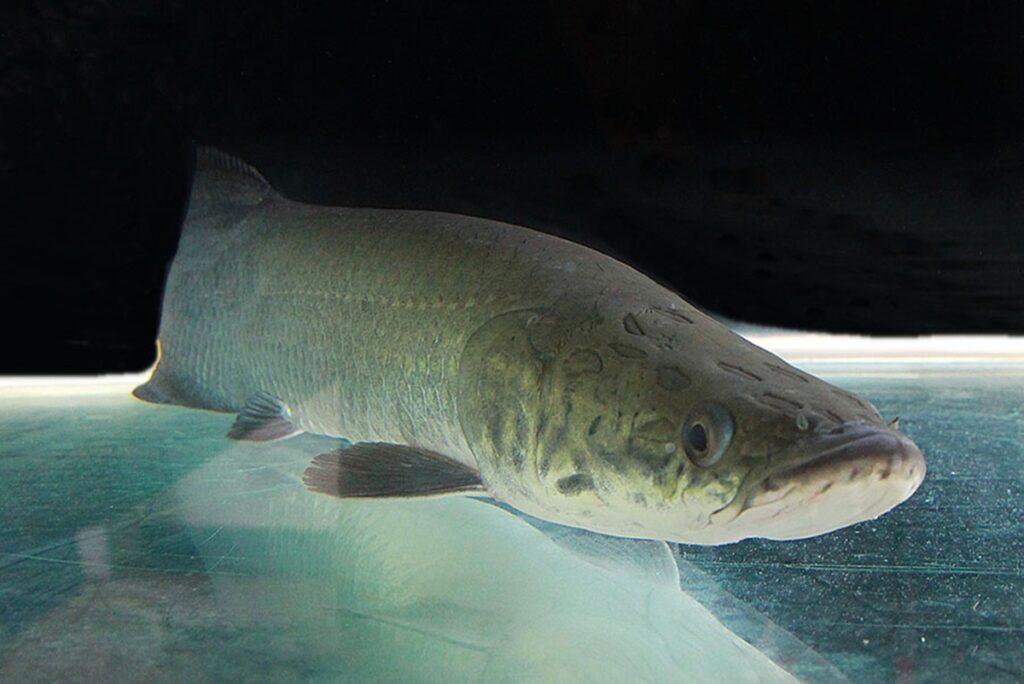 pesca-e-abate-de-pirarucu-sao-liberados,-mas-falta-regulamentacao