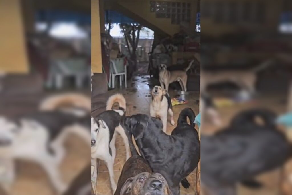 operacao-da-pcdf-resgata-14-caes-em-situacao-de-abandono-em-planaltina