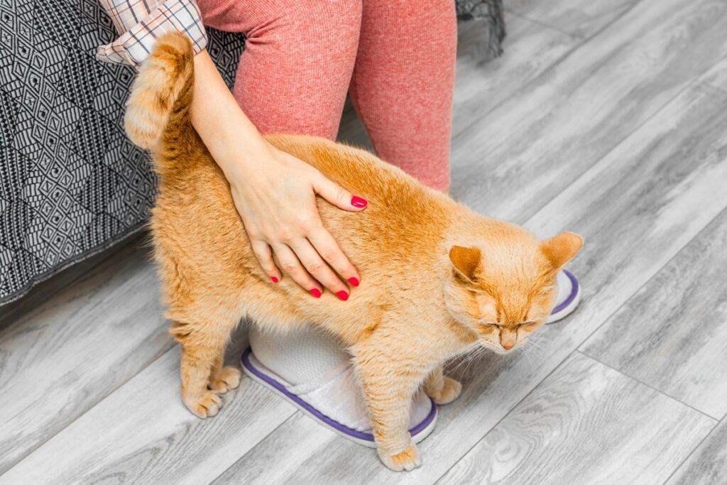 gatos-reconhecem-a-voz-de-bebe?-veja-o-que-a-ciencia-diz-sobre-seu-pet