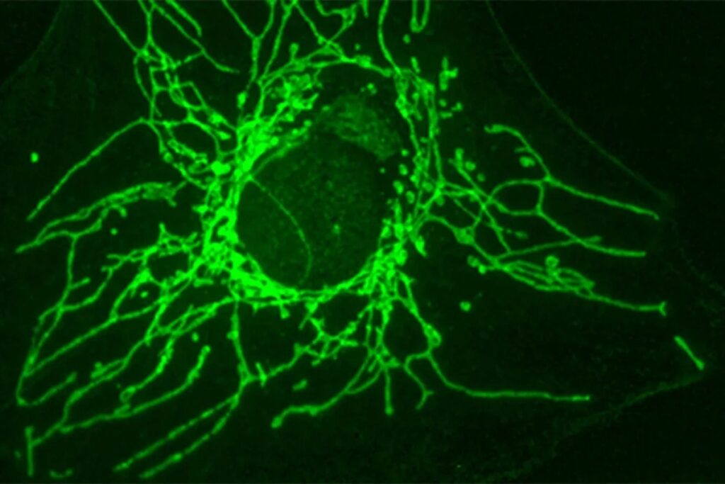 molecula-pode-atingir-celulas-cancerigenas-sem-afetar-as-saudaveis