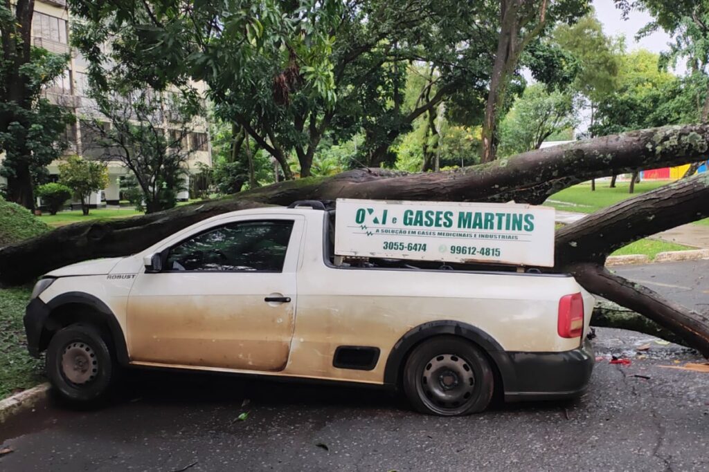 arvore-cai-e-atinge-carro-estacionado-com-motorista-dentro-no-df.-veja-video