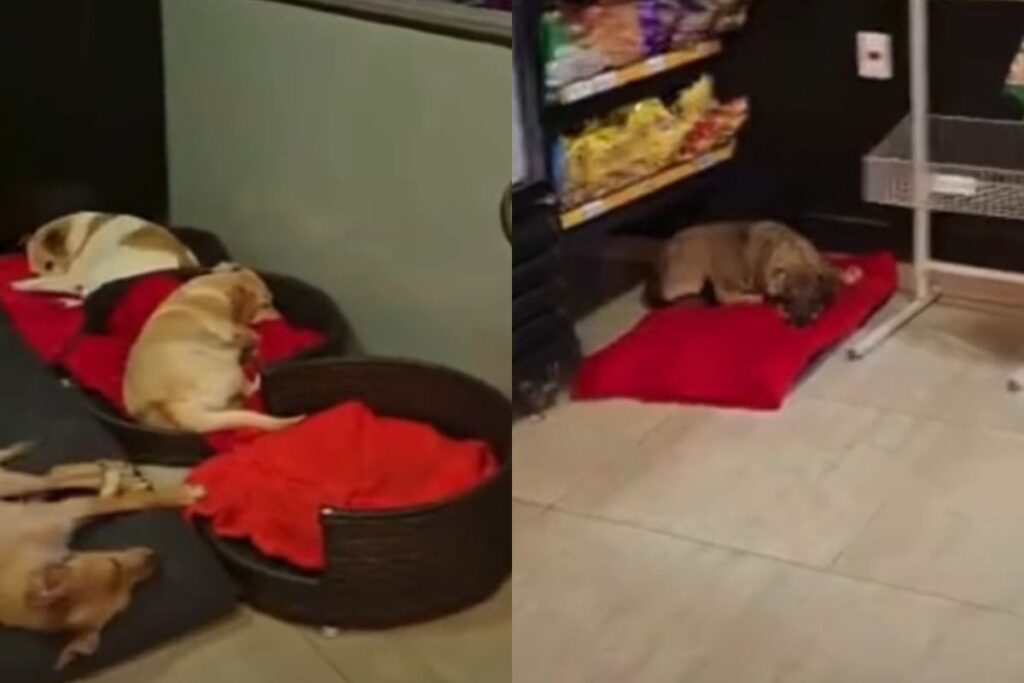 video:-posto-de-gasolina-vira-“hotel”-para-caes-vira-latas