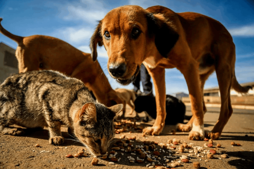 racao-do-bem:-projeto-distribui-racao-para-animais-de-rua-no-df