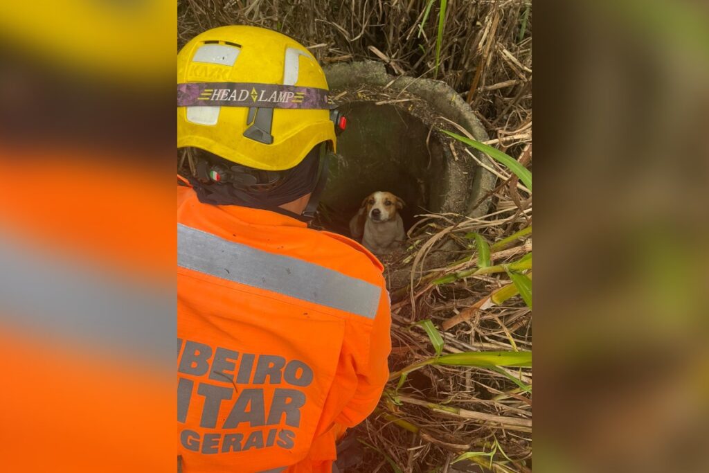 cachorro-e-resgatado-por-bombeiros-de-dentro-de-manilha-em-araxa-(mg)