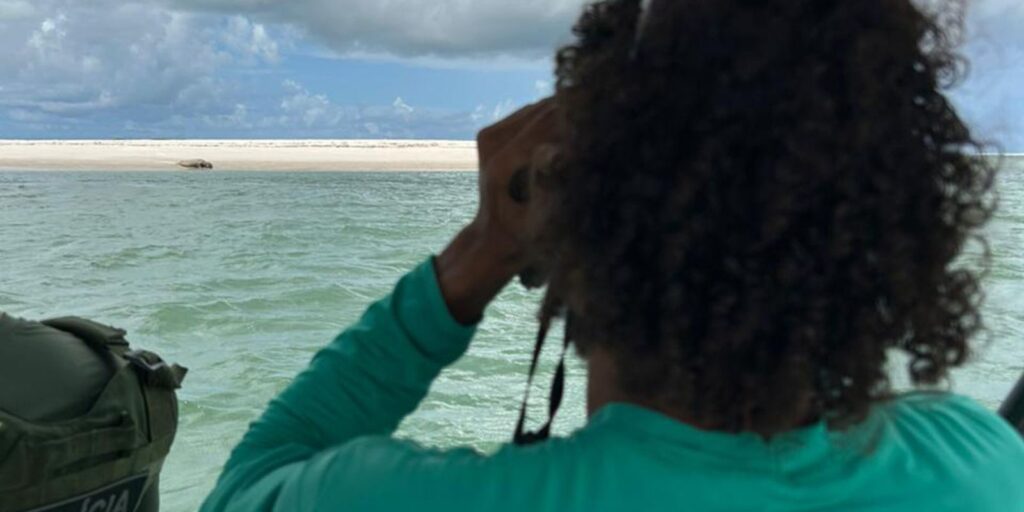 Elefante-marinho volta a ser avistado no litoral alagoano elefante-marinho-volta-a-ser-avistado-no-litoral-alagoano