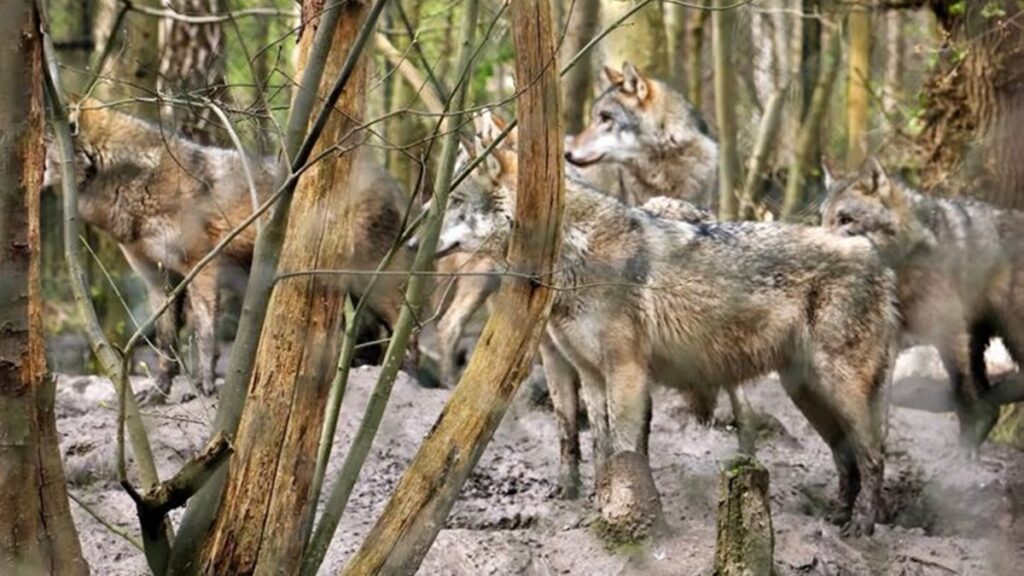 parque-mata-lobos-devido-a-“agressividade”-e-revolta-visitantes