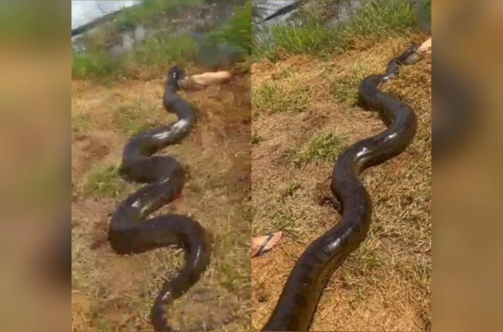 ms:-sucuri-gigante-e-flagrada-ao-capturar-cachorro-no-quintal-de-casa.-veja-o-video