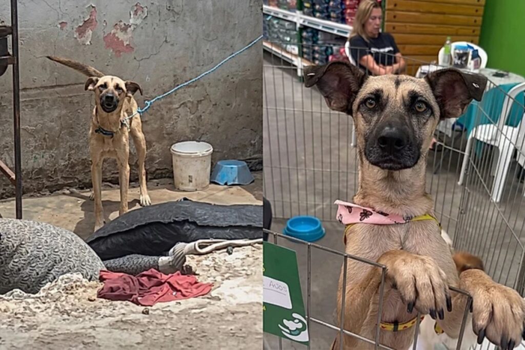 cadela-acorrentada-resgatada-ganha-novo-lar:-“vai-ser-feliz,-bebel”