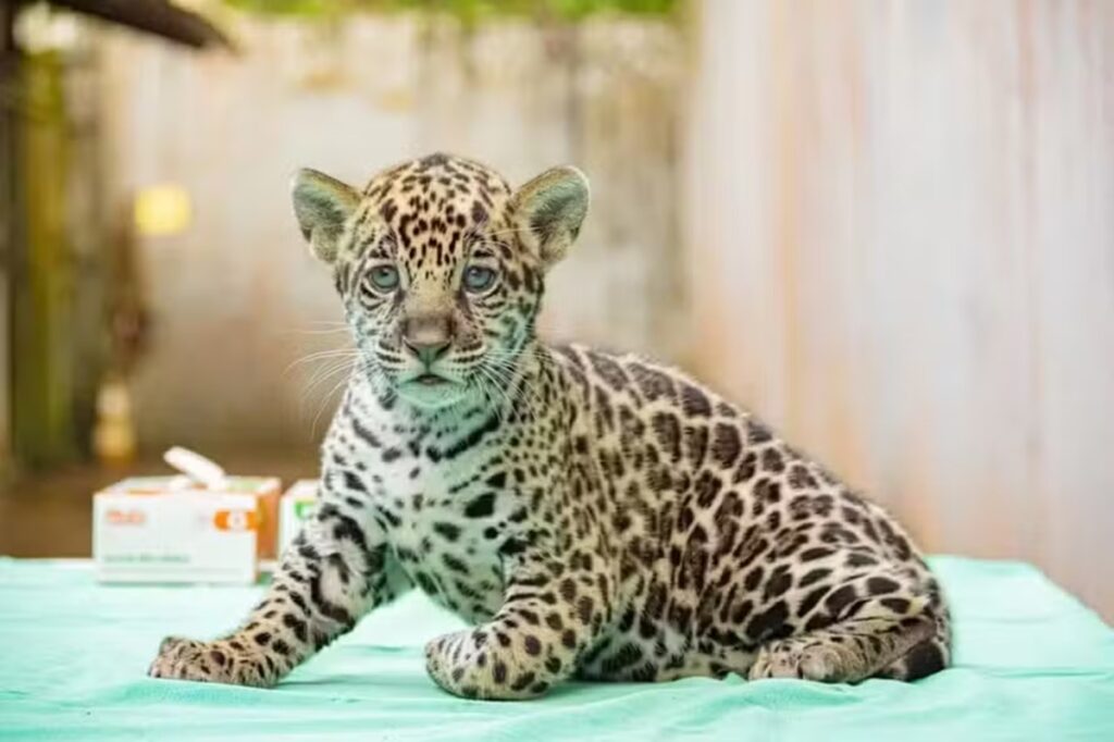 filhote-de-onca-pintada-nasce-no-para-e-publico-pode-escolher-o-nome