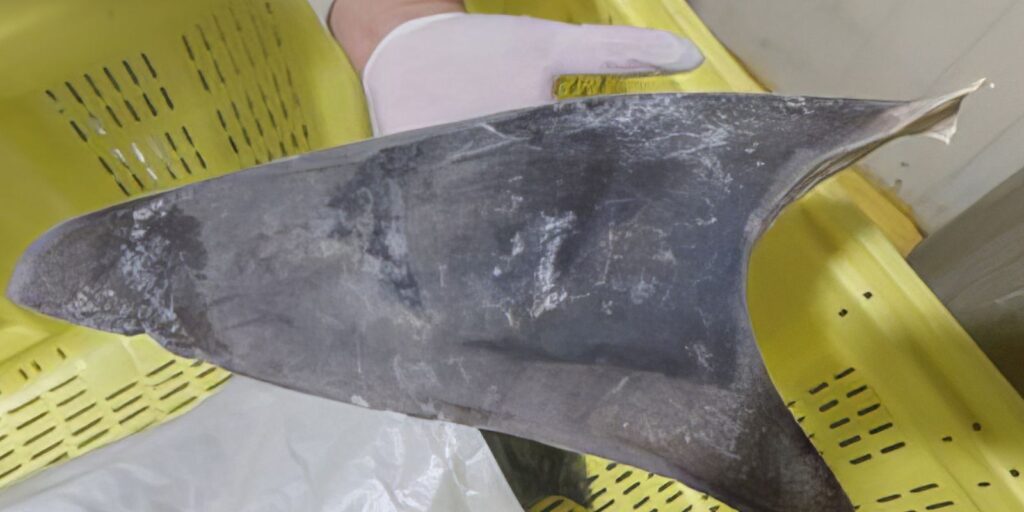 exportacao-de-barbatana-do-tubarao-azul-e-proibida-no-brasil