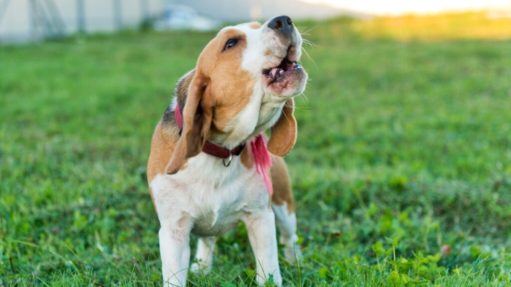 latido-excessivo?-entenda-quando-o-comportamento-ultrapassa-limites