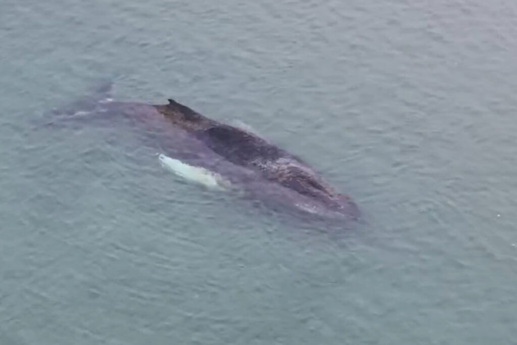 baleia-jubarte-encalhada-na-alemanha-se-solta-apos-dias-de-esforcos
