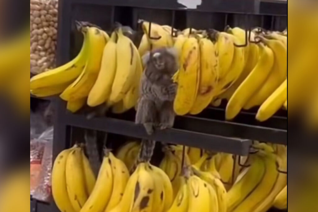 macacos-“invadem”-supermercado-e-sao-flagrados-comendo-bananas.-veja-video