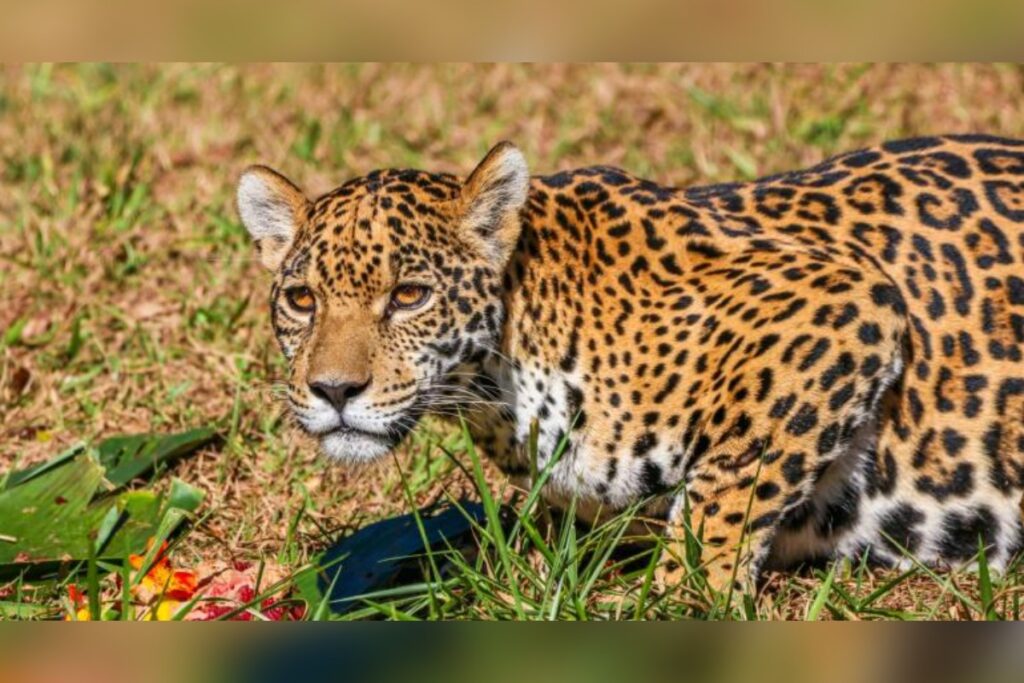onca-maya-volta-a-visitacao-no-zoo-de-bh-apos-recuperacao-de-fratura