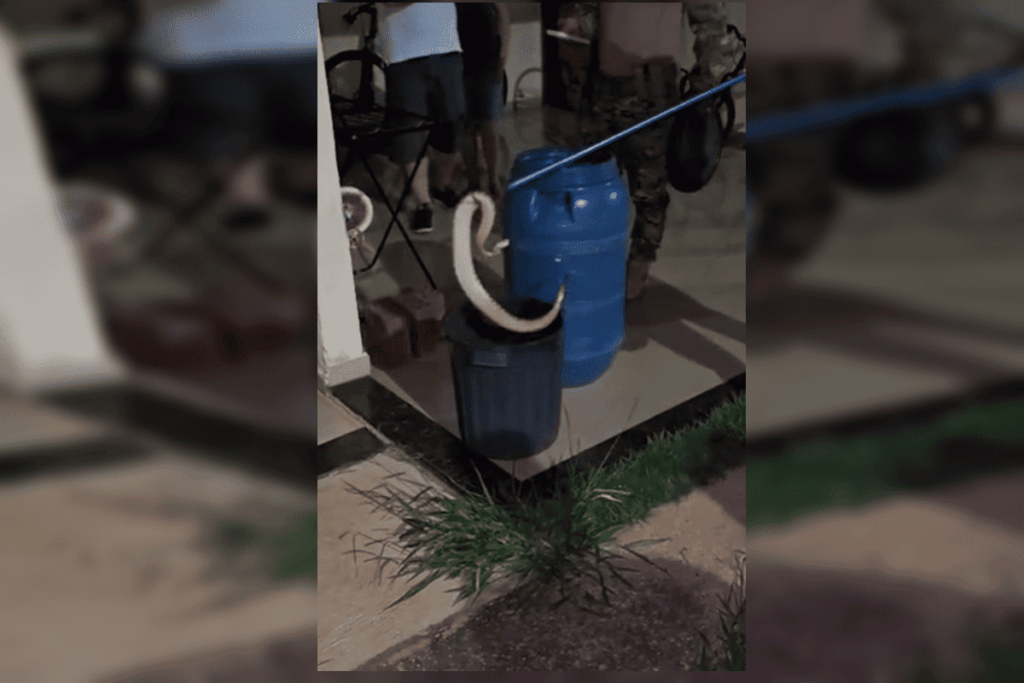 cascavel-e-resgatada-dentro-de-casa-em-condominio-de-sobradinho.-veja-video