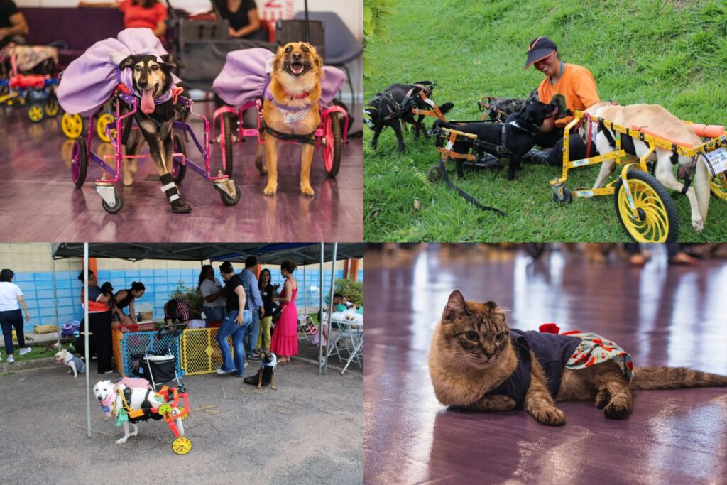 emocionante!-instituto-acolhe-pets-deficientes-e-auxilia-tutores.-video