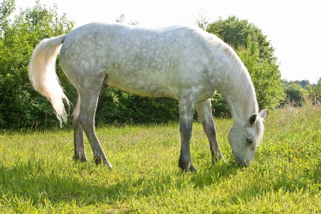 cavalos-podem-perceber-medo-humano,-de-acordo-com-veterinarios