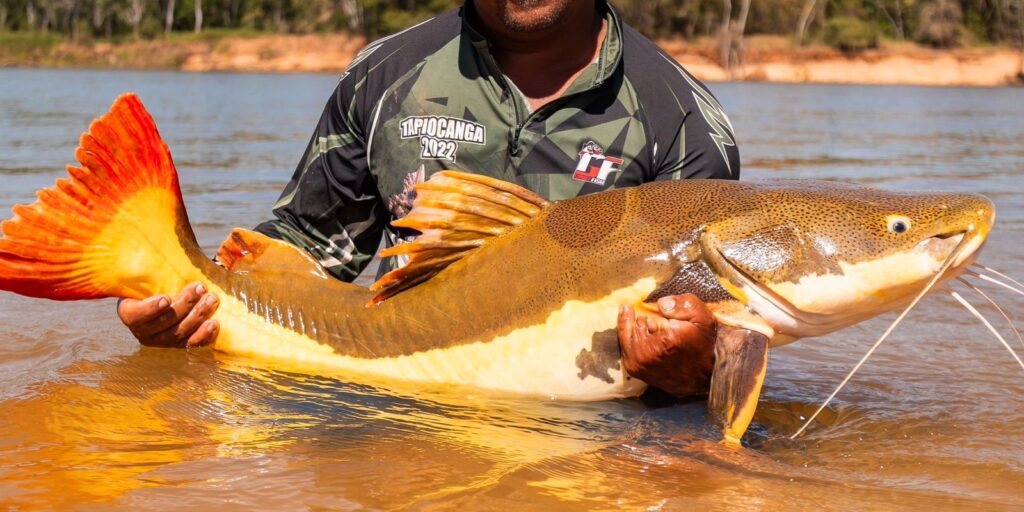 cop15-aprova-maior-protecao-de-bagres-gigantes-da-amazonia-e-ariranhas