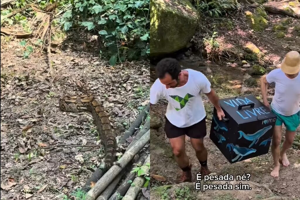 video:-ney-matogrosso-participa-de-soltura-de-jiboia-e-emociona-a-web