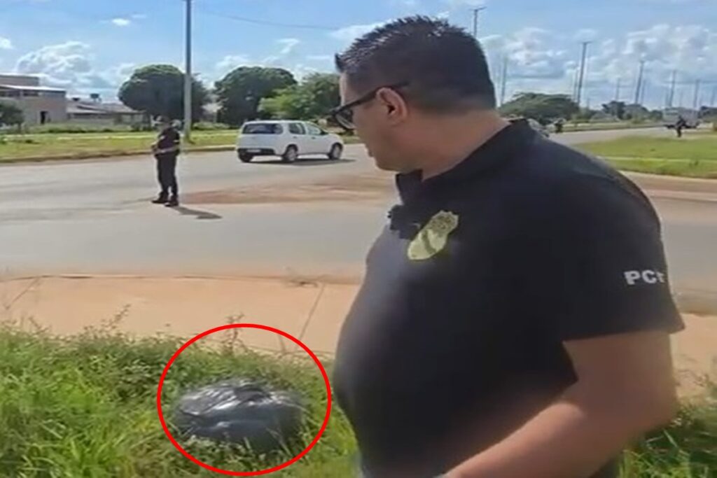 30-kg-de-maconha-no-lixo:-policia-prende-suspeito-de-ser-dono-da-droga.-veja-video