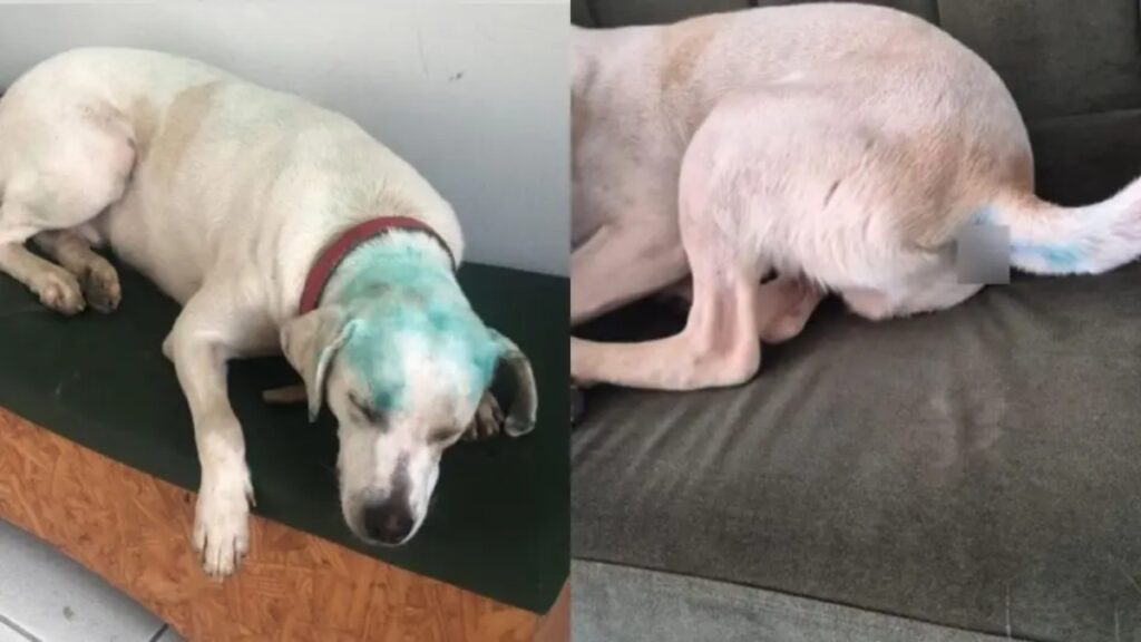 trote-com-cao-comunitario-em-universidade-revolta-ativistas-animais