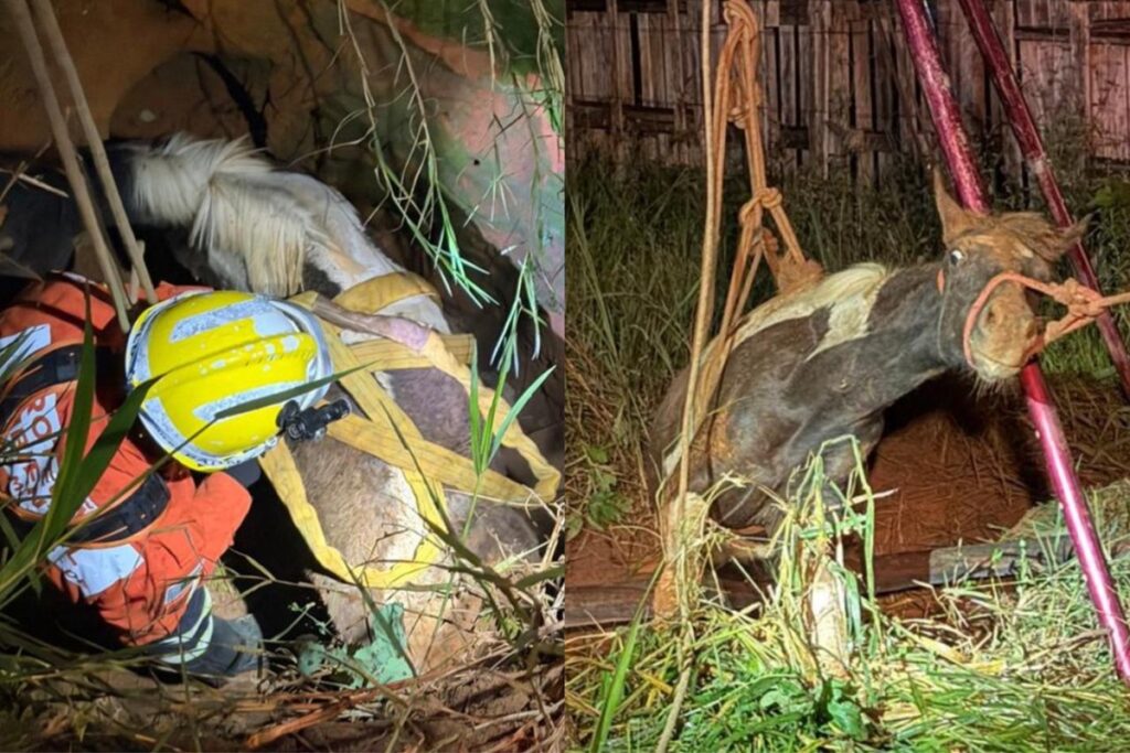 egua-cai-em-cisterna-abandonada-e-e-resgatada-por-bombeiros